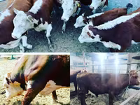 گاو و گوساله (گروه، جنسیت مشخص نشده), Simmental cattle — عکس 2