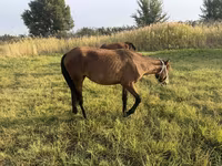 Cavallo, Cavalli — foto 7