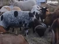 Ovan, Jacob's sheep — fotografija 2