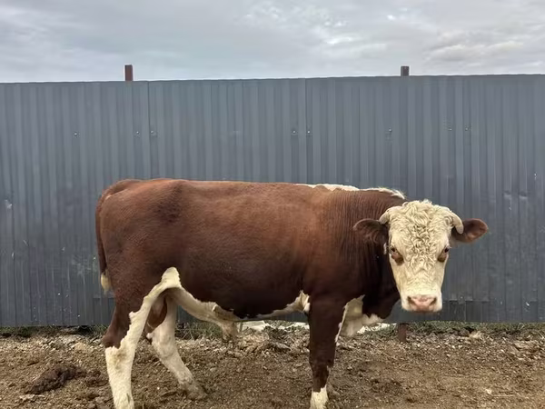 Býk, Hereford