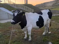 گاو ماده, Russian Black pied cattle — عکس 1