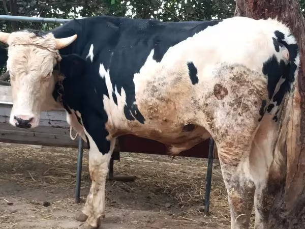 Byk, Russian Black pied cattle