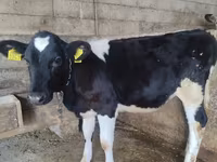 Ko, Russian Black pied cattle — foto 4