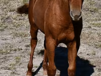 مادیان, Quarter Horse — عکس 4