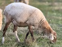 Bélier, Romanov sheep — photo 6
