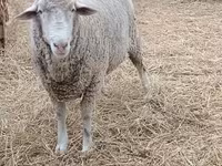 Beran, Merino sheep — foto 1