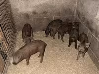 Babi betina, Мангалица — foto 1
