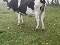Krava, Russian Black pied cattle — foto 1