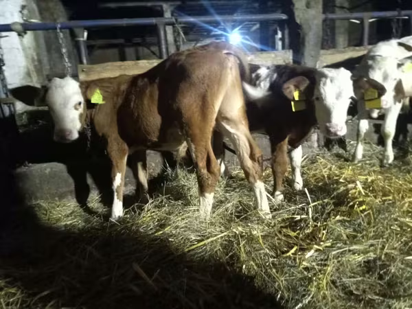 ثور, Simmental cattle