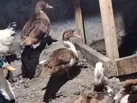 Ducks — foto 1