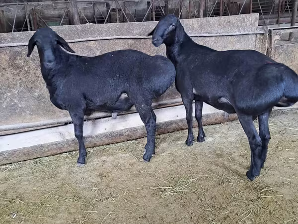 Beran, Hissar sheep