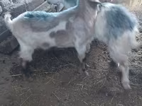 Kambing betina, Goats — foto 4