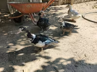 Ducks — foto 3