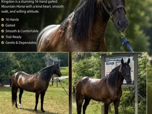 Horse (M), French Trotter
