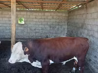 Bò đực, Simmental cattle — ảnh 3