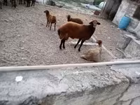 雄羊, 羊 — 写真 7