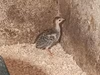 Guinea fowl — foto 3