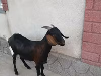 Capra, Nubian Goat — foto 2
