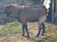 Koza, Kozy — foto 1
