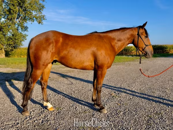Kuda jantan, Quarter Horse