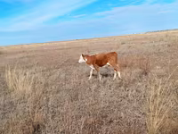 雌牛, Swiss cattle — 写真 1