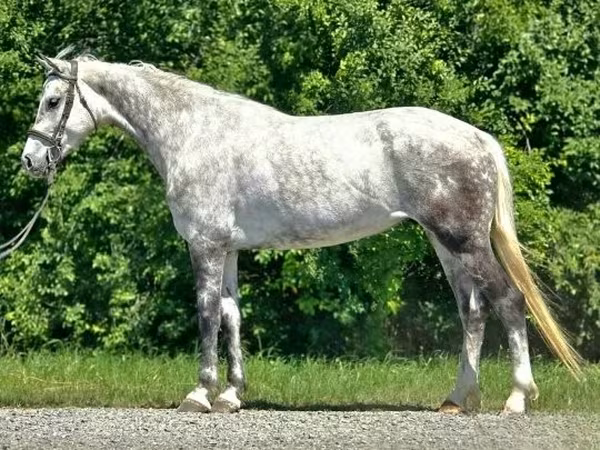 Cavalla, Cavalli