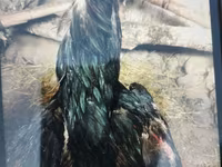 Japanisches Bantam — Foto 6