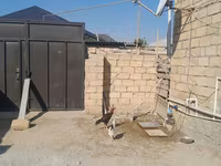 Chickens — sawirka 2