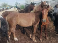 Konji (partija, pol nije naveden), Horse breed — fotografija 2
