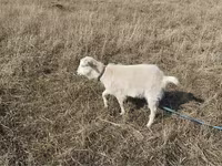 Ri’ dhaddig, Saanen goat — sawirka 6