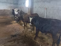 بقرة, Russian Black pied cattle — الصورة 2