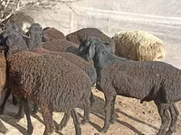 Ovce (šarže, pohlaví neuvedeno), Tajik sheep — foto 4
