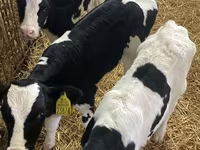 Bik, Russian Black pied cattle — fotografija 1