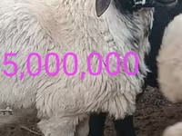 قوچ, گوسفند — عکس 8