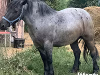 ሴት ፈረስ, Hungarian horse breed — ፎቶ 2