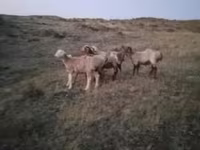 مینڈھا, بھیڑیں — تصویر 5
