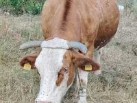 İnek, Simmental cattle — foto 3