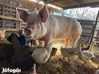 Scrofa, Крупная белая — foto 3