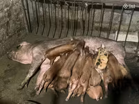 Мэгж, Крупная белая — 3 зураг