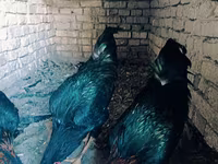 Chickens — รูปภาพ 3