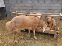 Κριός, Arashan sheep — φωτογραφία 6