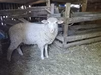 숫양, Ile-de-France sheep — 사진 1