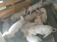 Sow, Pigs — photo 3