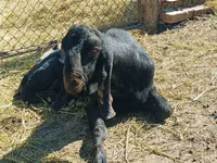 ஆண் வெள்ளாடு, Kamori goats — புகைப்படம் 1