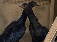 Ayam Cemani — zdjęcie 3