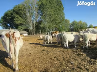 วัวตัวผู้, Charolais cattle — รูปภาพ 2