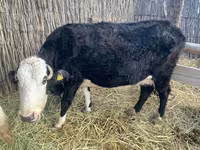 Үнээ, Latvian Blue cattle — 1 зураг