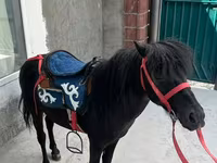 Hengst, North Swedish horse — Foto 1