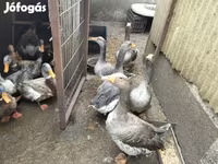 Geese — Foto 5