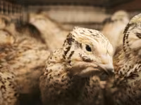 Quails — ფოტო 1